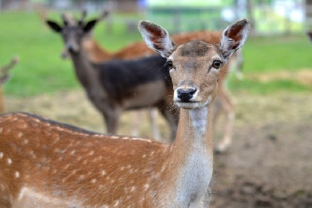 Экскурсия в Центр экотуризма "Станьково"