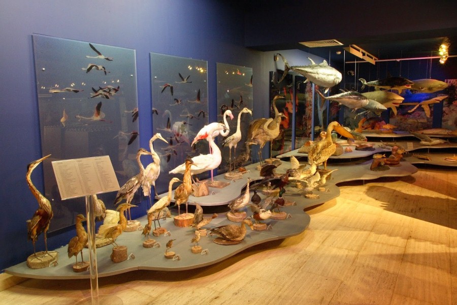 Музей морской жизни, Айя-Напа